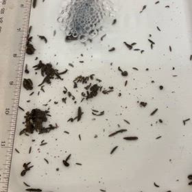 大きいとは…の画像