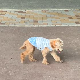 歯周病で歯石除去。の画像