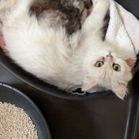 子猫の成長の画像