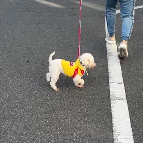 苦手なものはの画像