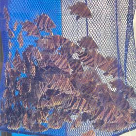 まだまだダトニオリアルバンドセット販売中！の画像