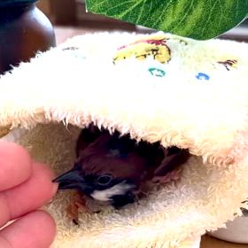 根に持つちゅんさんの画像