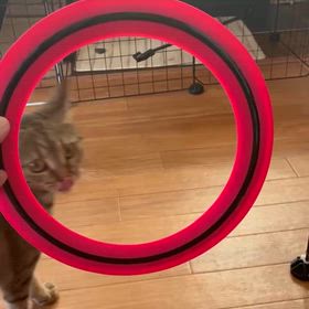 輪くぐり猫　⑬の画像