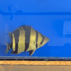 泰國虎魚！KINGの貫禄！これがシャムタイガーだの画像