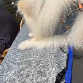 息子君と春休みと咳払いチックの画像