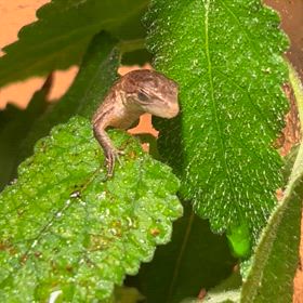 カナヘビ“ホピ”の大事故！！！の画像