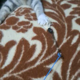 保護猫、少し成長しましたの画像