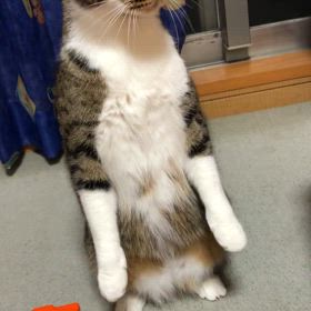 昨夜の可愛いマリーにゃん動画！の画像