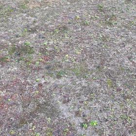 【ワンコ】ランランラン。の画像