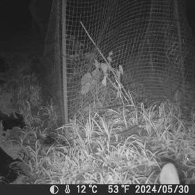 すぎぴたんの事件簿シーズン3　509話（いやー！ダニはいやー！ウサギ）の画像