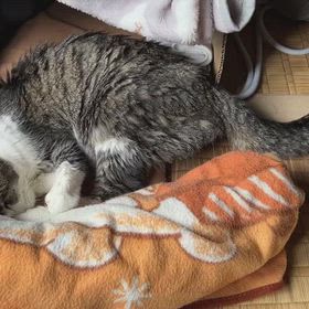 トロの動画の画像