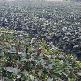 ㄧ年ㄧ度茶樹修整開始了，依照傳統在冬至前後修剪。の画像