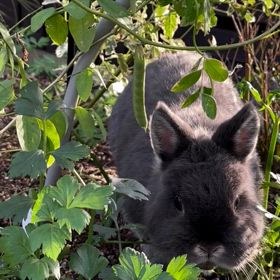 食べ放題レストランの画像