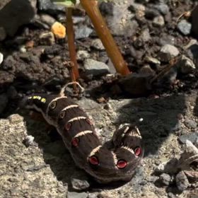 虫が平気な方限定の画像