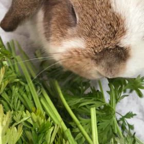 にんじんの葉っぱ　大好きの画像