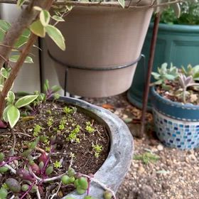 うさぎさん目線でのうさんぽ動画の画像