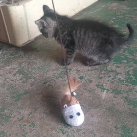 猫じゃらし、の画像