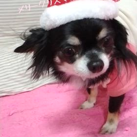 メリークリスマスなので…の画像