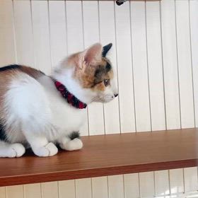 我が家にやって来た三毛猫ちゃんの画像