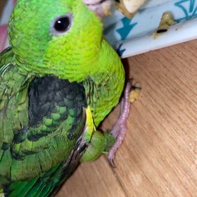 里親募集中のサザナミインコ　ノーマルグリーン2号の画像