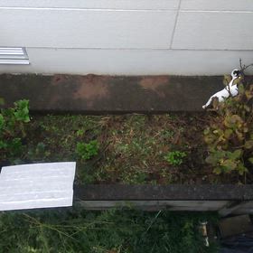 新しい猫の画像