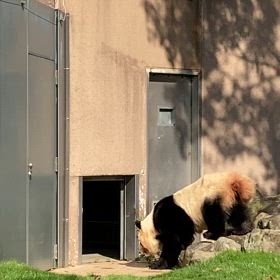 もふもふの画像