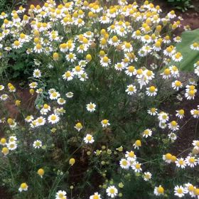 ちょうちょとカモミールの画像