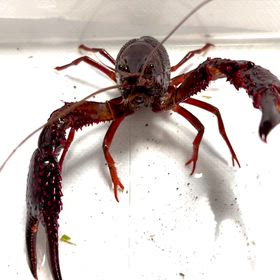 今シーズンの巨爪アメリカザリガニ採集の画像