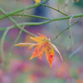 紅葉☘️☕️☘️の画像