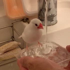 滝行をする文鳥の画像