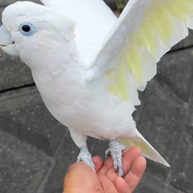 オウムとおお散歩の画像