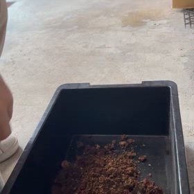 ヘラクレス幼虫の画像