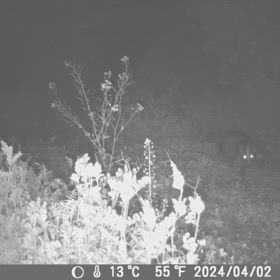 すぎぴたんの事件簿シーズン3　471話（警戒するハクビシン）の画像