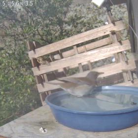 すぎぴたんの事件簿シーズン3　597話（シロハラ！部屋の中に入ろうとする）の画像