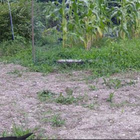 すぎぴたんの事件簿シーズン3　537話（梅を見せに来たカラス）の画像