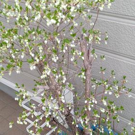 我が家の小さな春の訪問者？の画像