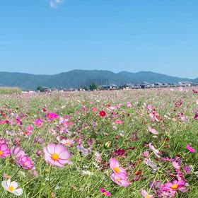 KIN209　赤い月　赤い月　音１の画像