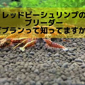 レッドビーシュリンプ販売開始?の画像