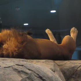 気ままなパーチェの画像