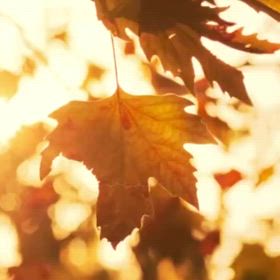 kin224のエネルギーの画像