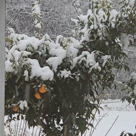 今朝は起きたら真っ白♪の画像