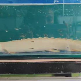 久しぶりに超ビッグサイズ プラチナエンドリケリー輸入します！の画像