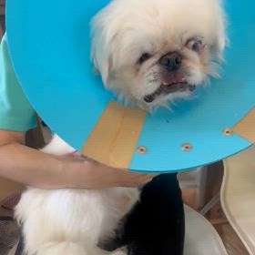 家族大募集中　ペキニーズ　マッシュ君の画像