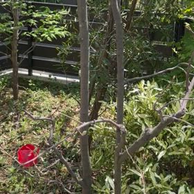 毎年恒例の森の声〜♪の画像