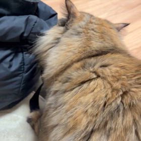 わたしはポンタ。配信って何なの  ？の画像