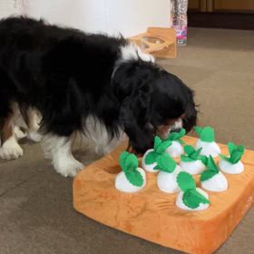 とらい大根収穫頑張ってます❗️の画像