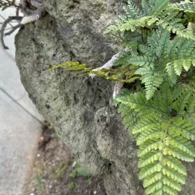 庭がにぎやかの画像