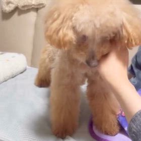 【里親募集中】忘れちゃダメだよ♡ヌイくんです！の画像