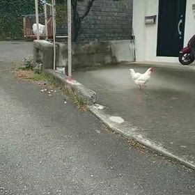 ここでも放し飼いだ！の画像