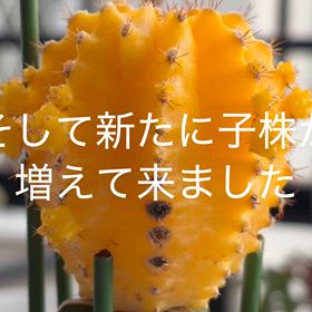 緋牡丹(サボテン)子株を取ったが又新たに子株が増えて来ました。の画像